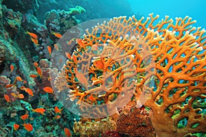 Beautiful underwater scene with Fire Coral (Millepora) and coral fish Anthias