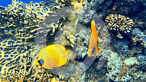 Beautiful underwater scene with Fire Coral  Millepora and couple of yellow masked butterfly fish or blue-cheeked butterflyfish