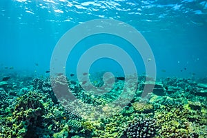 Beautiful underwater scene with marine life in sunlight in the blue sea. Maldives underwater paradise