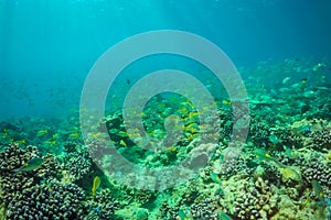 Beautiful underwater scene with marine life in sunlight in the blue sea. Maldives underwater paradise