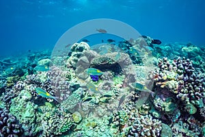 Beautiful underwater scene with marine life in sunlight in the blue sea. Maldives underwater paradise
