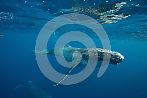 Beautiful underwater shot of a humpback whale swimming near the surface