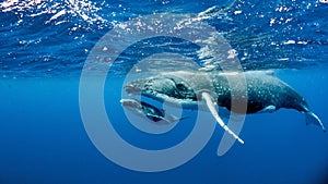 Beautiful underwater shot of two humpback whales swimming near the surface