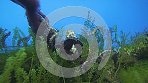 Beautiful underwater view of seahorses sleeping along with sea grapes in ocean.