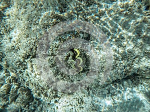 Beautiful underwater world. Coral reef. Rays of light underwater.