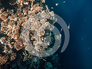 Beautiful underwater world. Coral reef. Rays of light underwater.