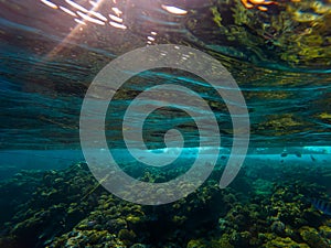 Beautiful underwater world. Coral reef. Rays of light underwater.