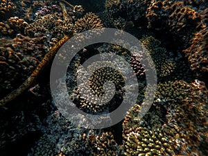 Beautiful underwater world. Coral reef. Rays of light underwater.