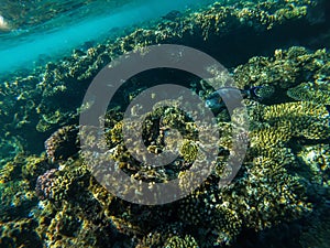 Beautiful underwater world. Coral reef. Rays of light underwater.