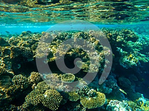 Beautiful underwater world. Coral reef. Rays of light underwater.