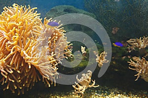 Beautiful underwater world of coral reef in tropical sea