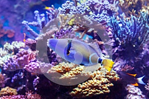 Beautiful underwater world and exotic, tropical fish Lagoon triggerfish in the foreground