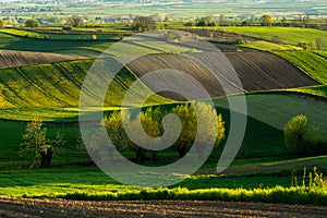 Beautiful undulating fields in the Polish Ponidzie region in spring