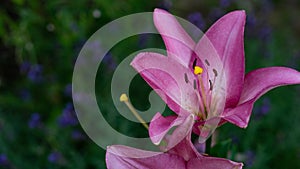 Beautiful unfolded pink lily