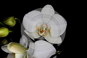 Beautiful unfolded white orchid