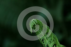 Beautiful unfolding fern leaf on blurred background, closeup view