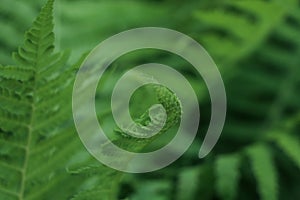 Beautiful unfolding fern leaf on blurred background, closeup view. Space for text