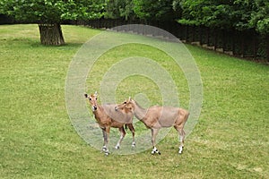 Beautiful ungulate animals on green grass photo