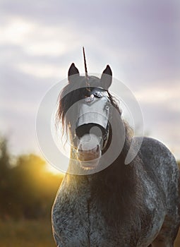 Beautiful unicorn fantasy horse stallion breed irish cob gypsy vanner tinker in dream nature with sunset background