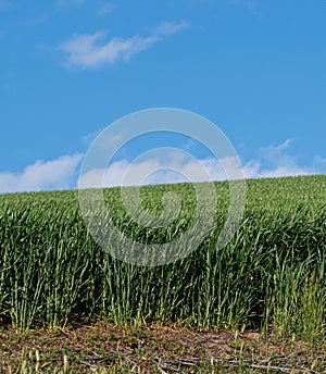Beautiful uniform stand of young wheat