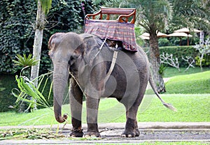 Beautiful unique elephant at an elephants conservation reservation in Bali Indonesia