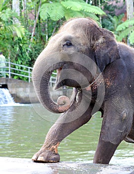 Beautiful unique elephant at an elephants conservation reservation in Bali Indonesia