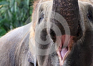 Beautiful unique elephant at an elephants conservation reservation in Bali Indonesia