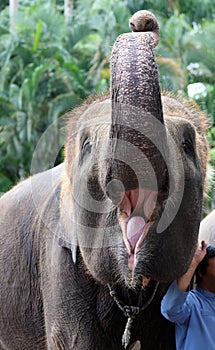 Beautiful unique elephant at an elephants conservation reservation in Bali Indonesia