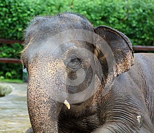 Beautiful unique elephant at an elephants conservation reservation in Bali Indonesia