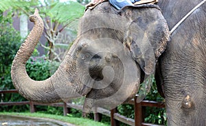 Beautiful unique elephant at an elephants conservation reservation in Bali Indonesia