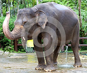 Beautiful unique elephant at an elephants conservation reservation in Bali Indonesia