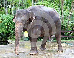 Beautiful unique elephant at an elephants conservation reservation in Bali Indonesia