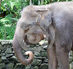 Beautiful unique elephant at an elephants conservation reservation in Bali Indonesia