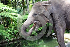 Beautiful unique elephant at an elephants conservation reservation in Bali Indonesia