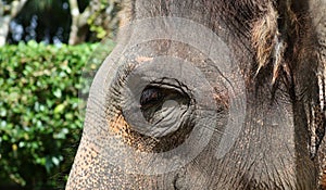 Beautiful unique elephant at an elephants conservation reservation in Bali Indonesia