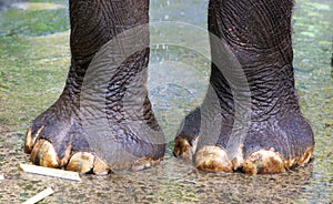 Beautiful unique elephant feet at an elephants conservation reservation in Bali Indonesia