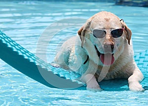 Beautiful unique golden retriever labrador dog relaxing at the pool in a floating bed, dog with glasses super funny.