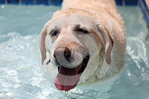 Beautiful unique golden retriever labrador dog relaxing at the pool in a floating bed, dog super funny.