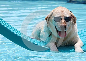 Beautiful unique golden retriever labrador dog relaxing at the pool in a floating bed, dog with glasses super funny. photo