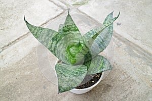Beautiful and unique house plant called sansevieria hahnii green
