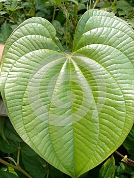 Beautiful and unique leaf texture in the tropical forests of Tegal Indonesia photo