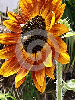 Beautiful Macro Photography Giant Sunflower With Bees