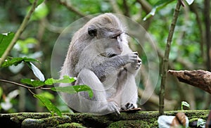 Beautiful unique portrait monkey at monkeys forest in Bali Indonesia, pretty wild animal.