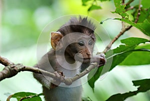 Beautiful unique portrait of baby monkey at monkeys forest in Bali Indonesia, pretty wild animal.