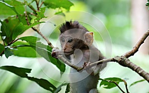 Beautiful unique portrait of baby monkey at monkeys forest in Bali Indonesia, pretty wild animal.