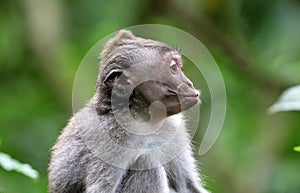 Beautiful unique portrait kiss monkey at monkeys forest in Bali Indonesia, pretty wild animal.