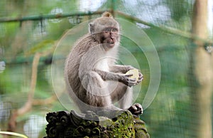 Beautiful unique portrait monkey at monkeys forest in Bali Indonesia, pretty wild animal.