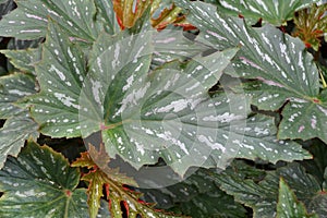 Beautiful and unique leaves shape of Cane-like Begonia `Lana` photo