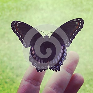 Beautiful, uniquely colored butterfly