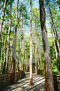 Beautiful The University of Central Florida campus trail